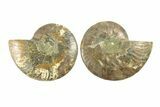 Cut & Polished, Agatized Ammonite Fossil - Madagascar #264774-1
